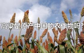 高粱是原产中国的农作物吗?