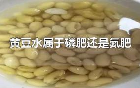 黄豆水属于磷肥还是氮肥
