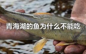 青海湖的鱼为什么不能吃