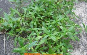 白花蛇舌草的功效与作用 白花蛇舌草的药用价值