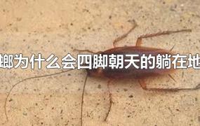蟑螂为什么会四脚朝天的躺在地上