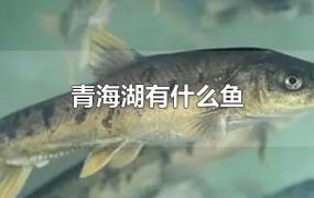 青海湖有什么鱼