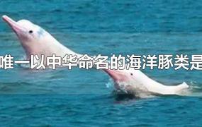 唯一以中华命名的海洋豚类是