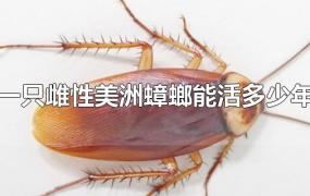 一只雌性美洲蟑螂能活多少年
