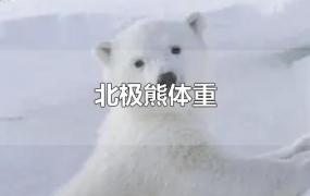 北极熊体重