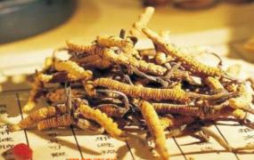 什么是黄金虫草 黄金虫草的功效与作用