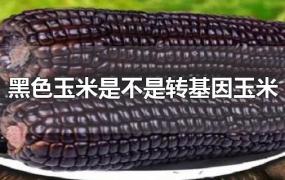 黑色玉米是不是转基因玉米