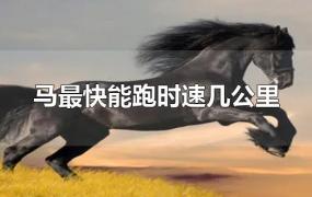 马最快能跑时速几公里