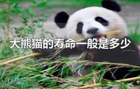 大熊猫的寿命一般是多少