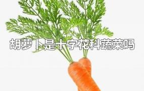 胡萝卜是十字花科蔬菜吗