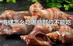海螺怎么吃哪些部位不能吃