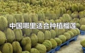 中国哪里适合种植榴莲