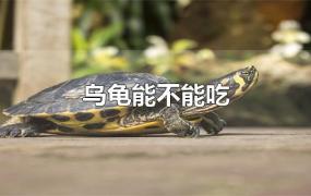 乌龟能不能吃