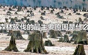 森林砍伐的最主要原因是什么