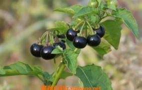 黑果子怎么服用 黑果子的功效与作用
