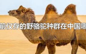 当前仅存的野骆驼种群在中国哪里