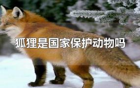 狐狸是国家保护动物吗