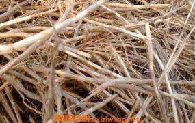 干茅根的功效与作用 吃干茅根的好处