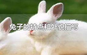 兔子的特点和外貌描写