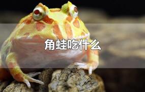 角蛙吃什么
