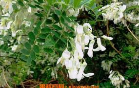 白刺花的功效与作用 白刺花的药用价值