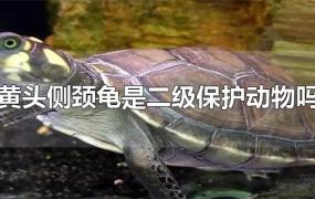 黄头侧颈龟是二级保护动物吗