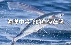 海洋中会飞的鱼存在吗