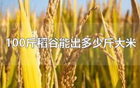 100斤稻谷能出多少斤大米