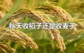 秋天收稻子还是收麦子