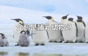 企鹅是哺乳动物吗