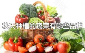 秋天种植的蔬菜有哪些品种