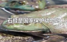 石蛙是国家保护动物吗