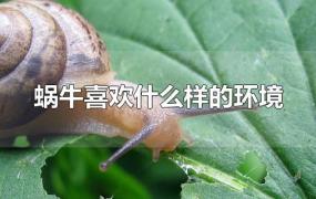 蜗牛喜欢什么样的环境