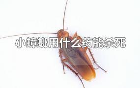 小蟑螂用什么药能杀死