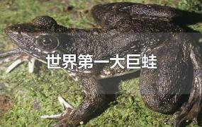 世界第一大巨蛙