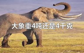 大象重4吨还是4千克