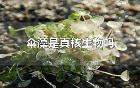 伞藻是真核生物吗