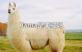 llama是羊驼吗