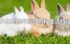 小白兔的外形特点和生活特征