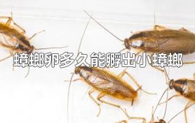 蟑螂卵多久能孵出小蟑螂
