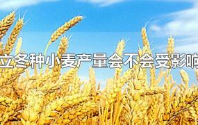 立冬种小麦产量会不会受影响
