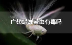 广翅蜡蝉若虫有毒吗