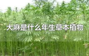 大麻是什么年生草本植物
