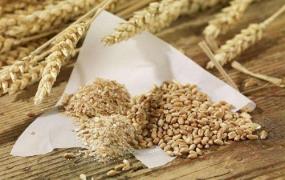 麦壳的功效与作用 麦壳的药用价值