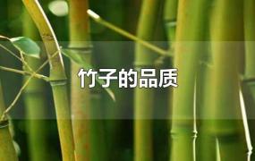 竹子的品质