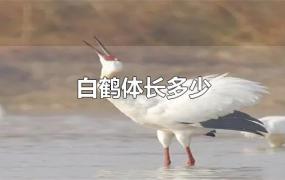 白鹤体长多少