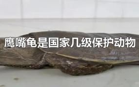 鹰嘴龟是国家几级保护动物
