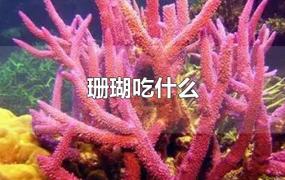 珊瑚吃什么