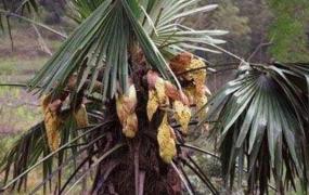 棕榈子的功效与作用 棕榈子的药用价值及禁忌