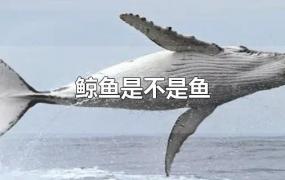 鲸鱼是不是鱼
